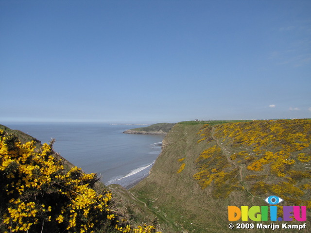 SX05112 Yellow gorse (Ulex europaeus) on hill side and cliffs